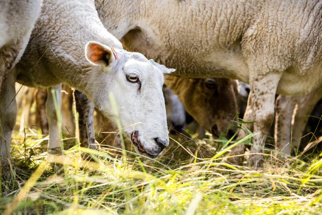 Fièvre catarrhale ovine