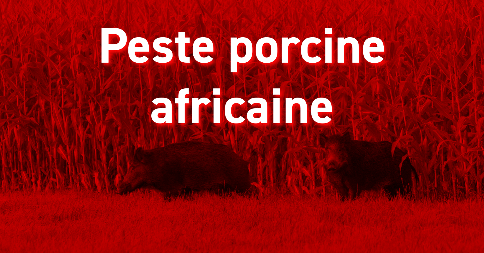 Information sur la Peste Porcine Africaine